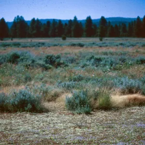 vernal pools, Sierra Valley