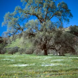 Quercus lobata + vernal pools, Ft. Hunter-Liggett