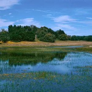 vernal pool, Colorado Mesa