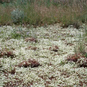 vernal pool, Sierra Valley