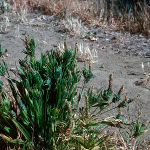 Plantago