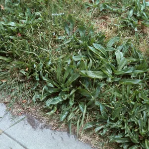 Plantago