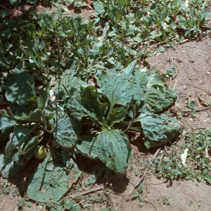 Plantago lanceolata
