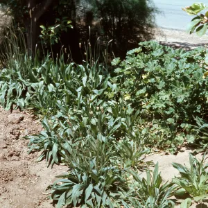 Polygonum aviculare