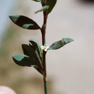 Polygonum aviculare