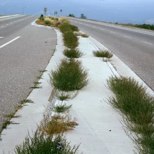Polygonum aviculare