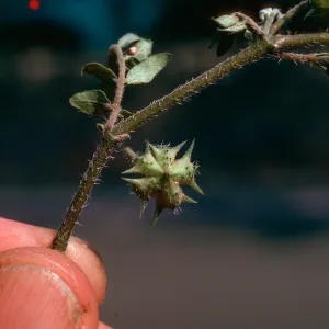 Puncture Vine fruit