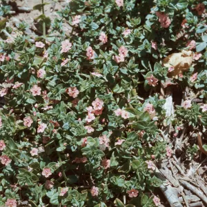 Pimpernel
