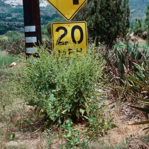 Rumex kerneri, Carpinteria school