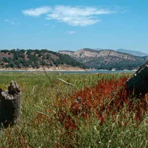 Rumex fueginus, Cachuma