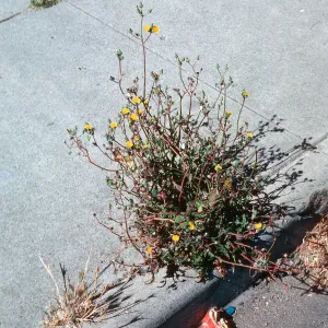Sonchus, Los Alamos