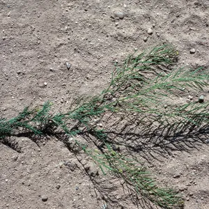 Sisymbrium, Ballinger