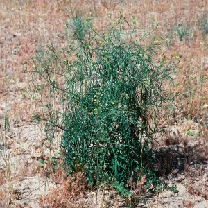 Sisymbrium, Ballinger, Hwy. 33