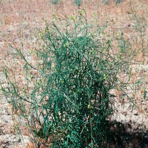 Sisymbrium, Ballinger, Hwy. 33