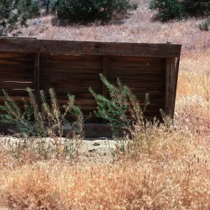 Sisymbrium, Ballinger