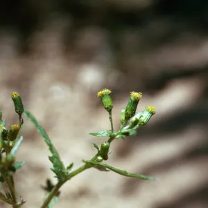 Senecio vulgaris