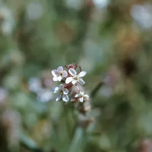 Silene gallica