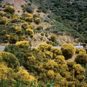 Spartium