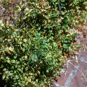 Smilax