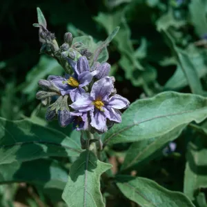 Solanum, E. De la Guerra & Laguna ?