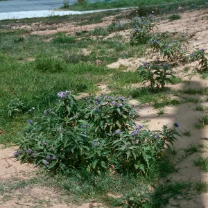 Solanum, E. De la Guerra & Laguna ?