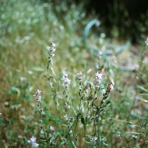 Silene gallica