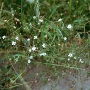 Sand Spurrey