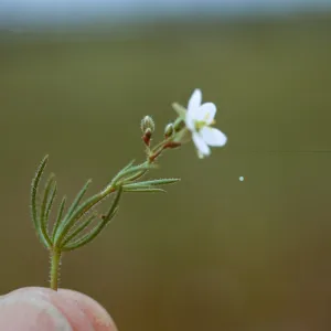 Sand Spurrey