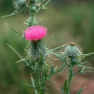 Bull Thistle