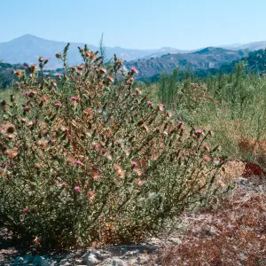 Bull Thistle , upper Cachuma