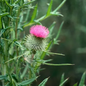Bull Thistle
