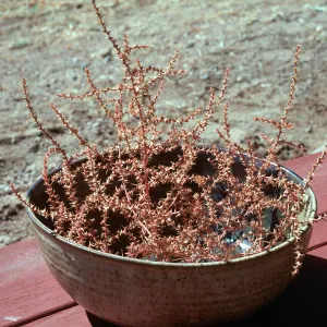 Salsola, arrangement