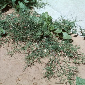 Salsola