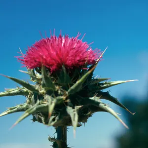 Milk Thistle flower