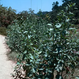 Tree Tobacco