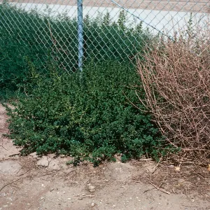 Amaranthus and Salsola