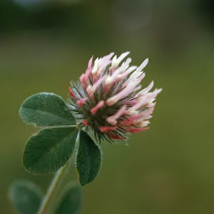 Trifolium