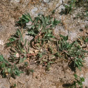 Blessed Thistle, Las Flores