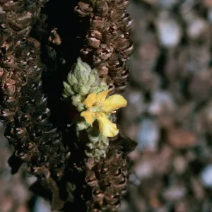 Verbascum thapsus
