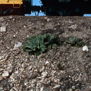 Verbascum, surf