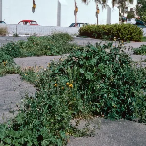 weeds, 1900 State