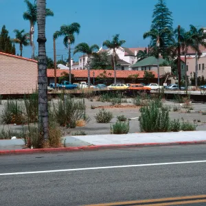 weeds, lot