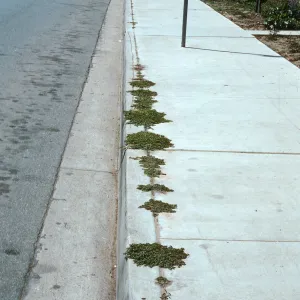 weeds, sidewalk, Haagen Printing
