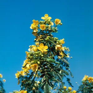 Cassia