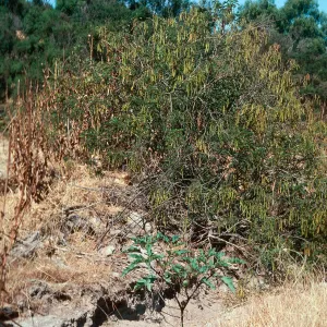 Cassia, Orcutt 