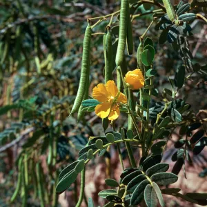Cassia, Orcutt 