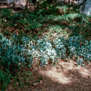 Cotyledon