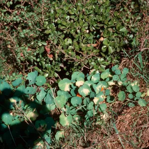 Crassula, Nasturtium