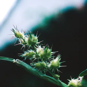 Cenchrus fruit