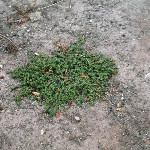 Coronopus ?
